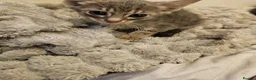 Siamese cats for sale: Siamese cross brittish short hair - Advert 3
