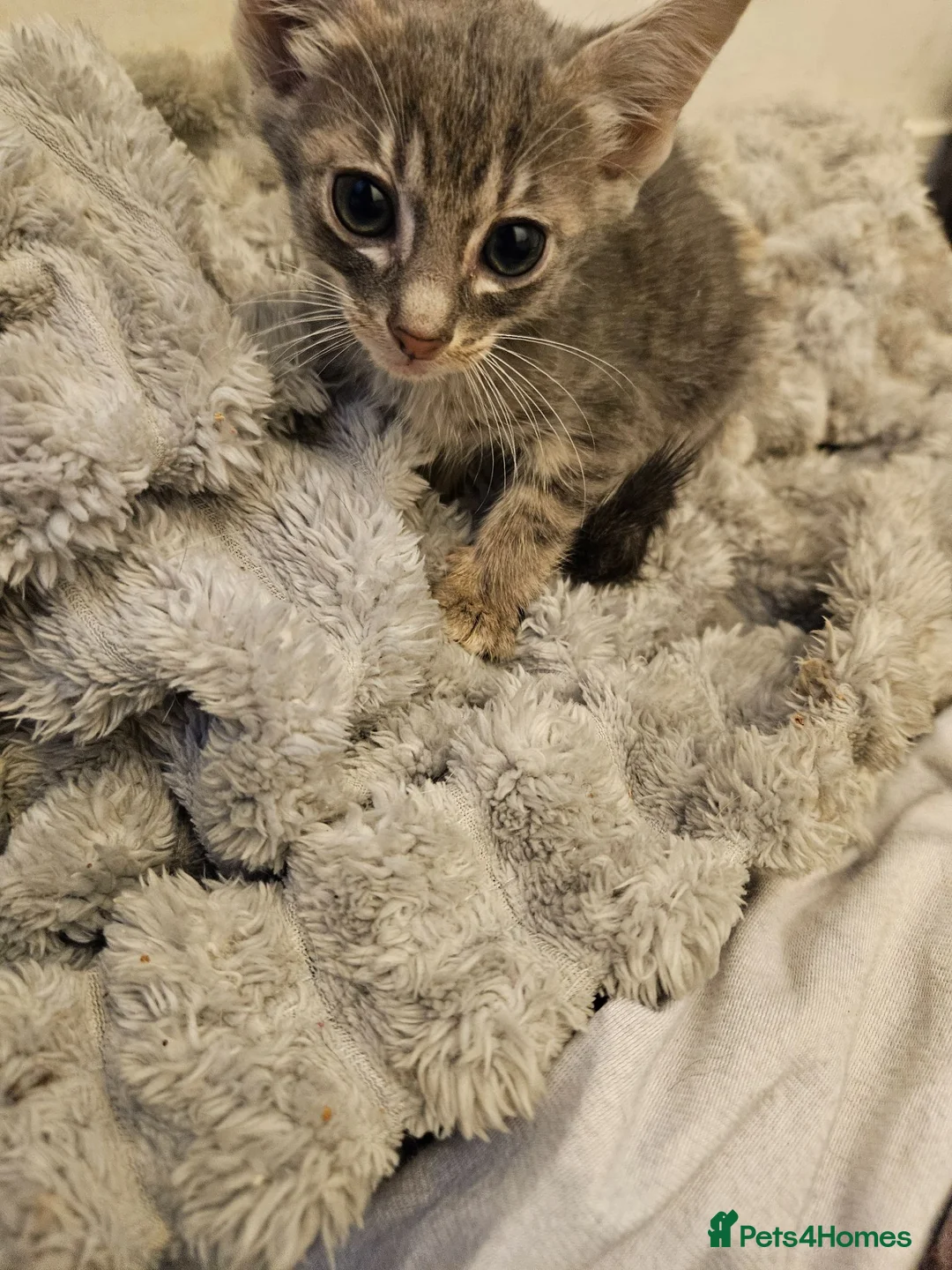 Siamese cats for sale: Siamese cross brittish short hair - Advert 3