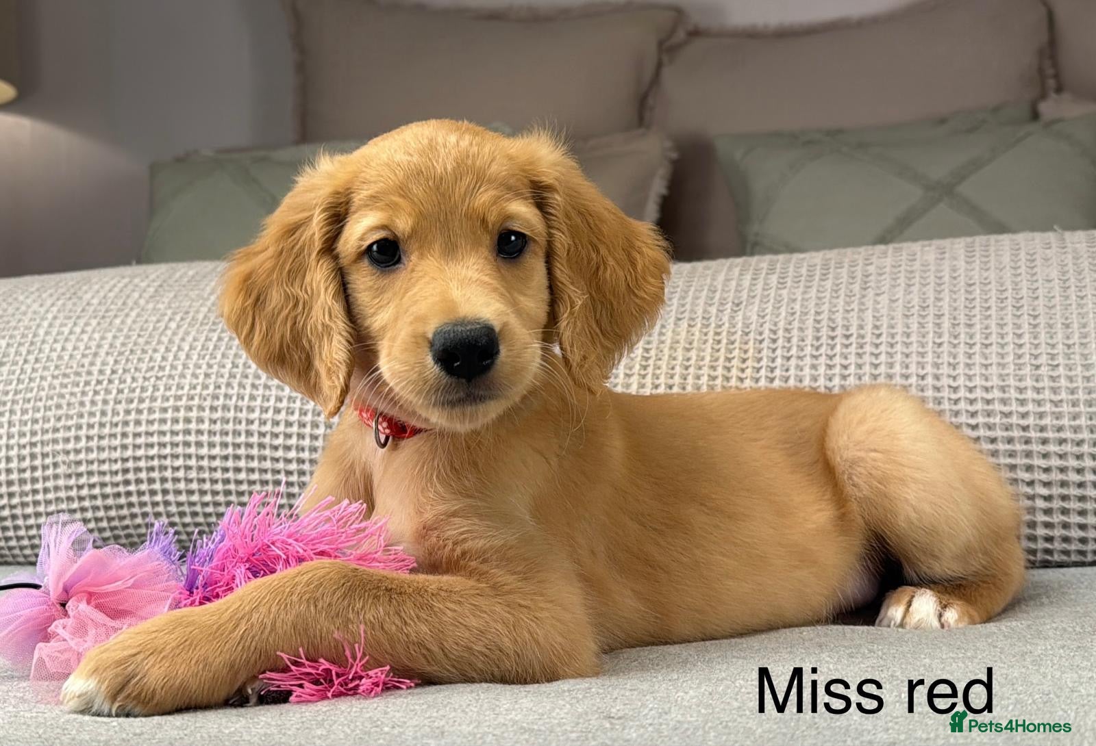 Goldendoodle dogs Healthy Gorgeous sweet natured puppies  - Advert 2