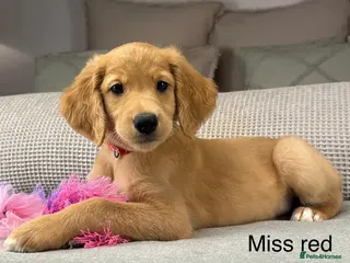 Goldendoodle dogs Healthy Gorgeous sweet natured puppies - Advert 12