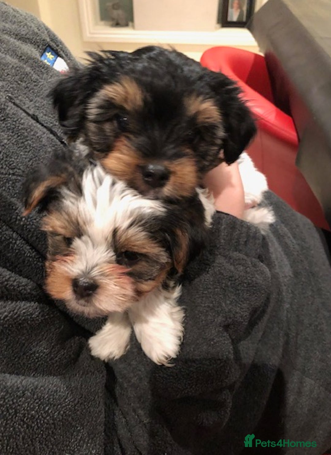 Biewer Terrier dogs for sale: World's best puppies. Intelligent, funny, loving. - Image 2