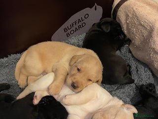 Labrador Retriever dogs - Advert 22