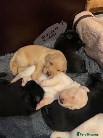 Labrador Retriever dogs - Advert 7