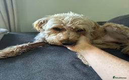 Mixed Breed dogs for adoption: Wonderful Marcus needs a loving home - Image 4