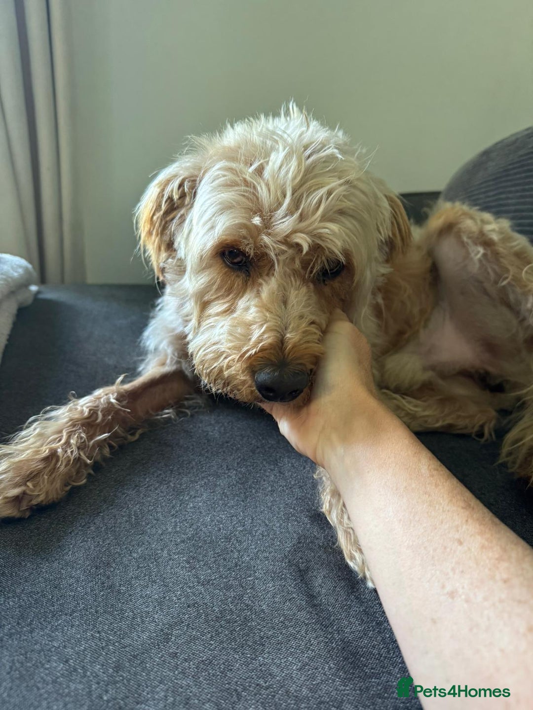 Mixed Breed dogs for adoption: Wonderful Marcus needs a loving home - Image 4