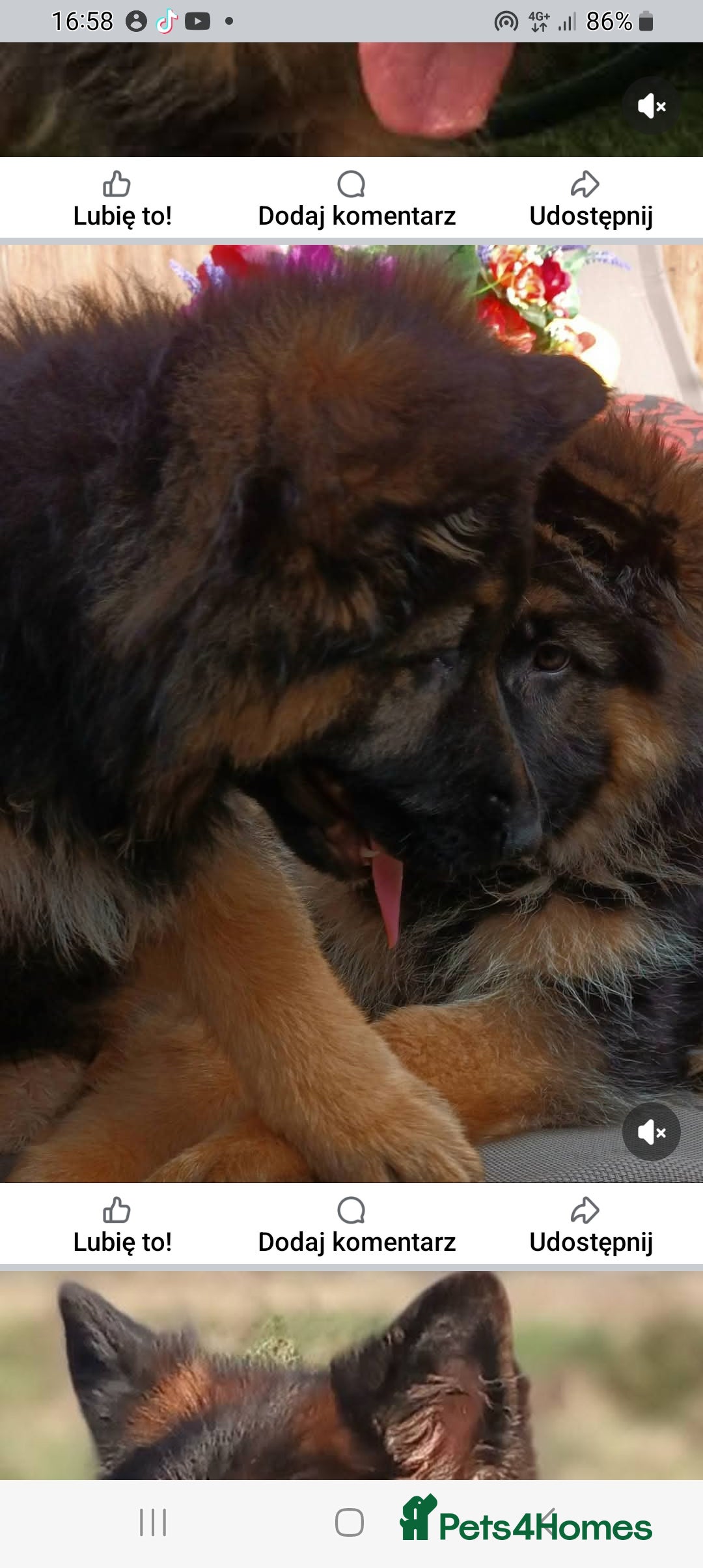 German Shepherd dogs for sale: KC. German shepherd puppies - Advert 12