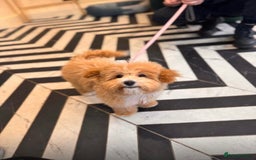 Maltipoo dogs for sale: Stunning Red Maltipoo Boys 🐶  - Image 20