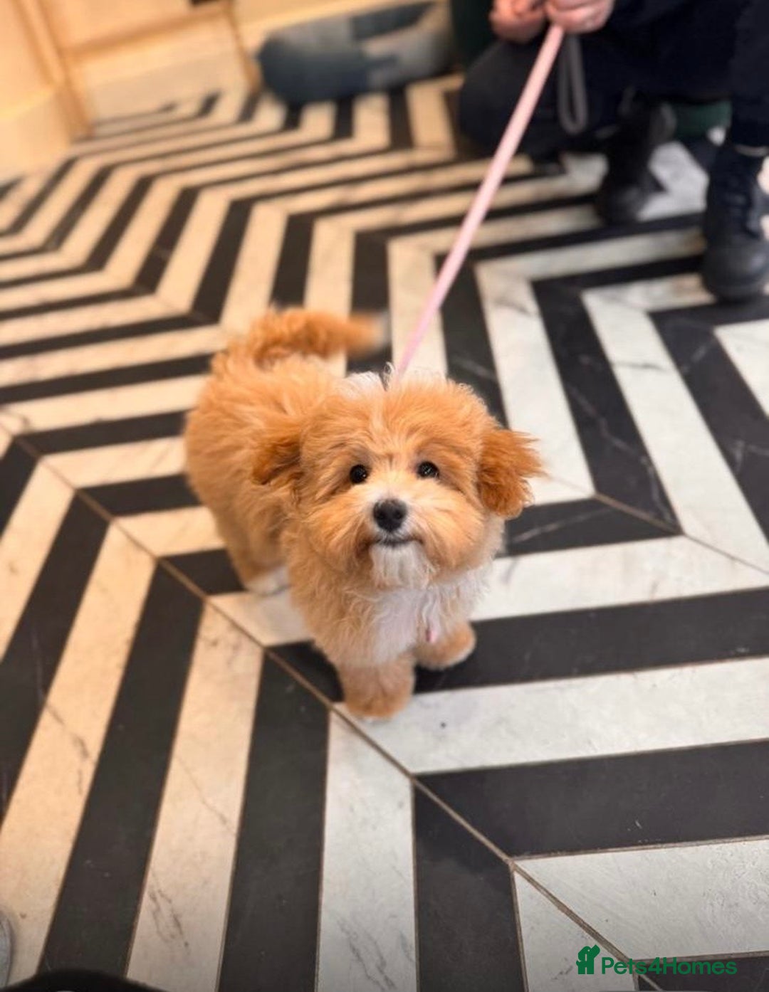 Maltipoo dogs for sale: Stunning Red Maltipoo Boys 🐶  - Image 20