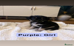 Mixed Breed dogs for sale: Beautiful Pug × Bichon Frise Puppies – Ready 08/12 - Advert 10