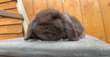Mini Lop rabbits - Advert 1