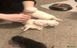 Maine Coon cats for sale: White Maine Coon GCCF - Image 6