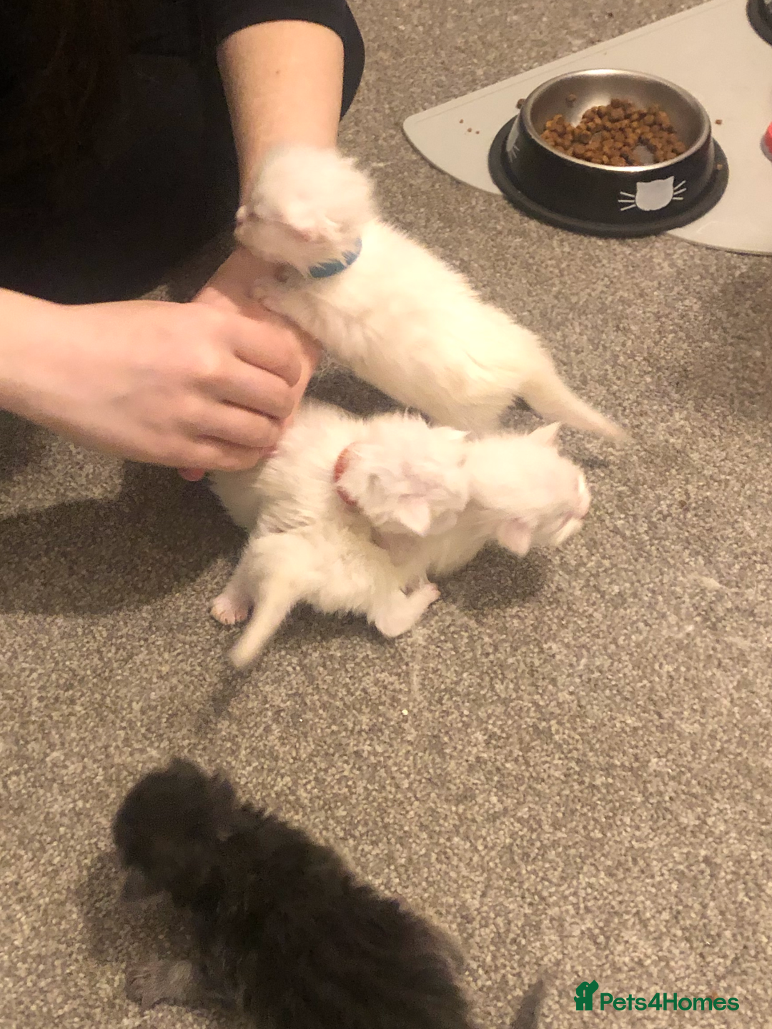 Maine Coon cats for sale: White Maine Coon GCCF - Image 6