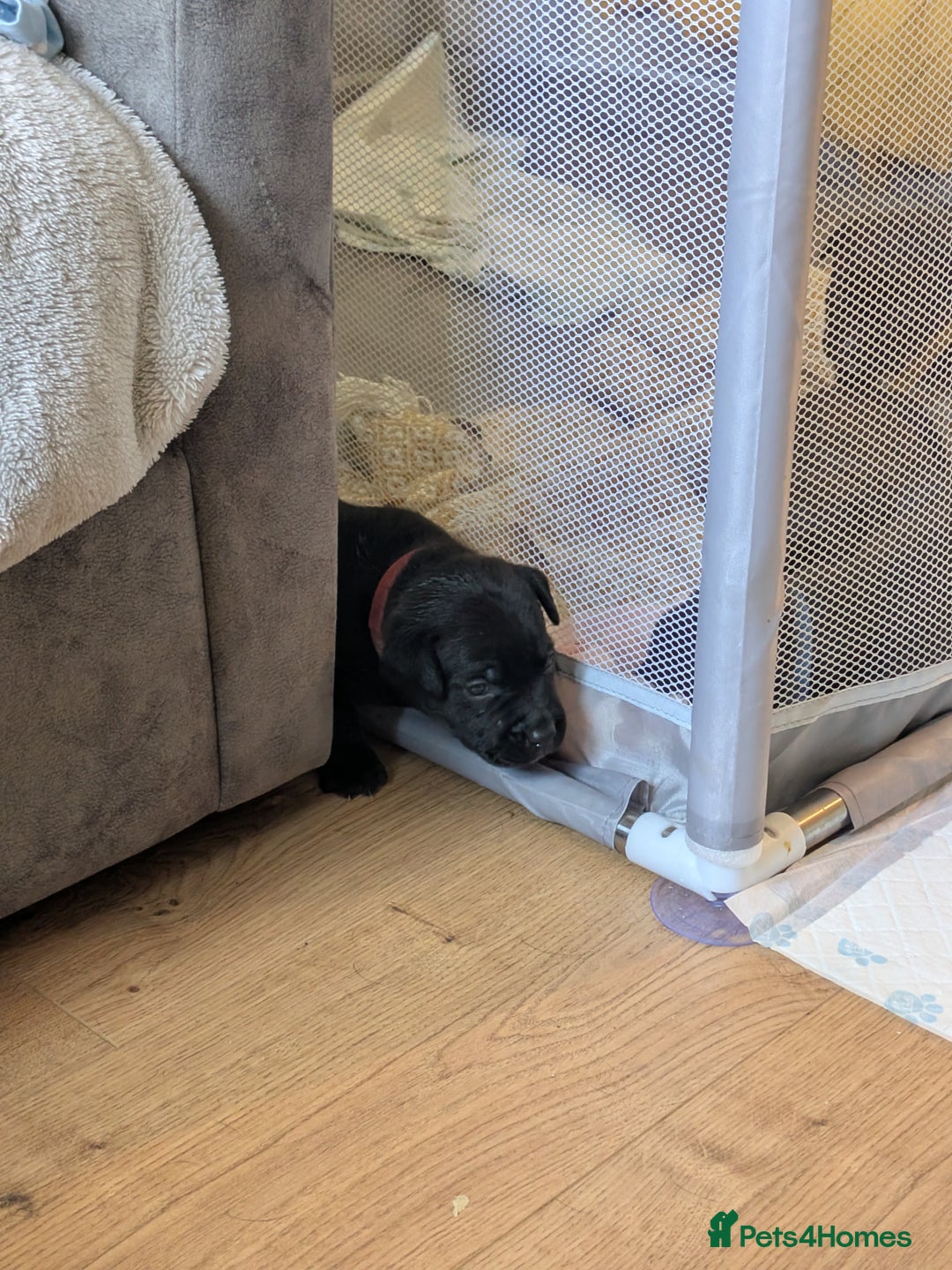 Mixed Breed dogs for sale: Beautiful Labrador x Staffys - Image 18