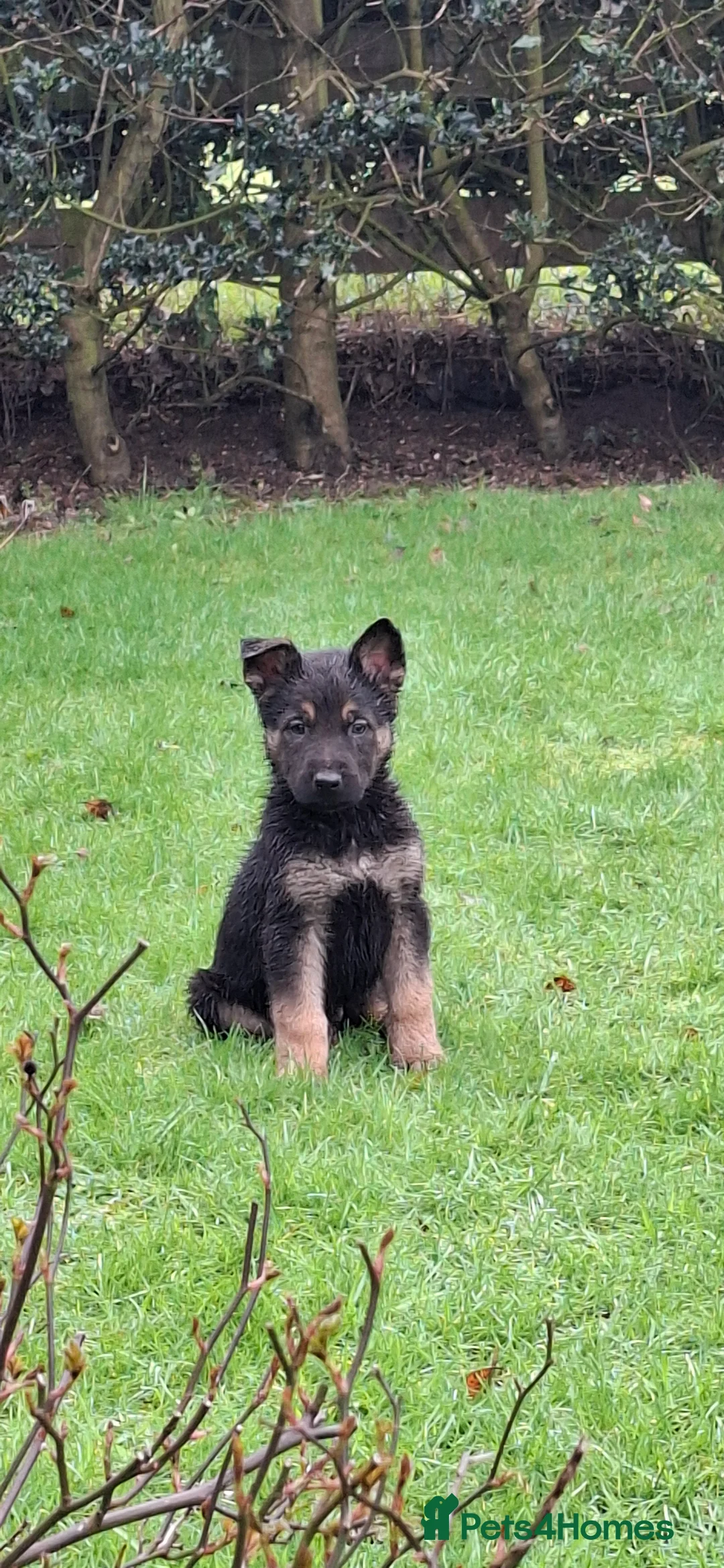 Mixed Breed dogs for sale: Beautiful Belguim Malinois puppies  - Advert 1