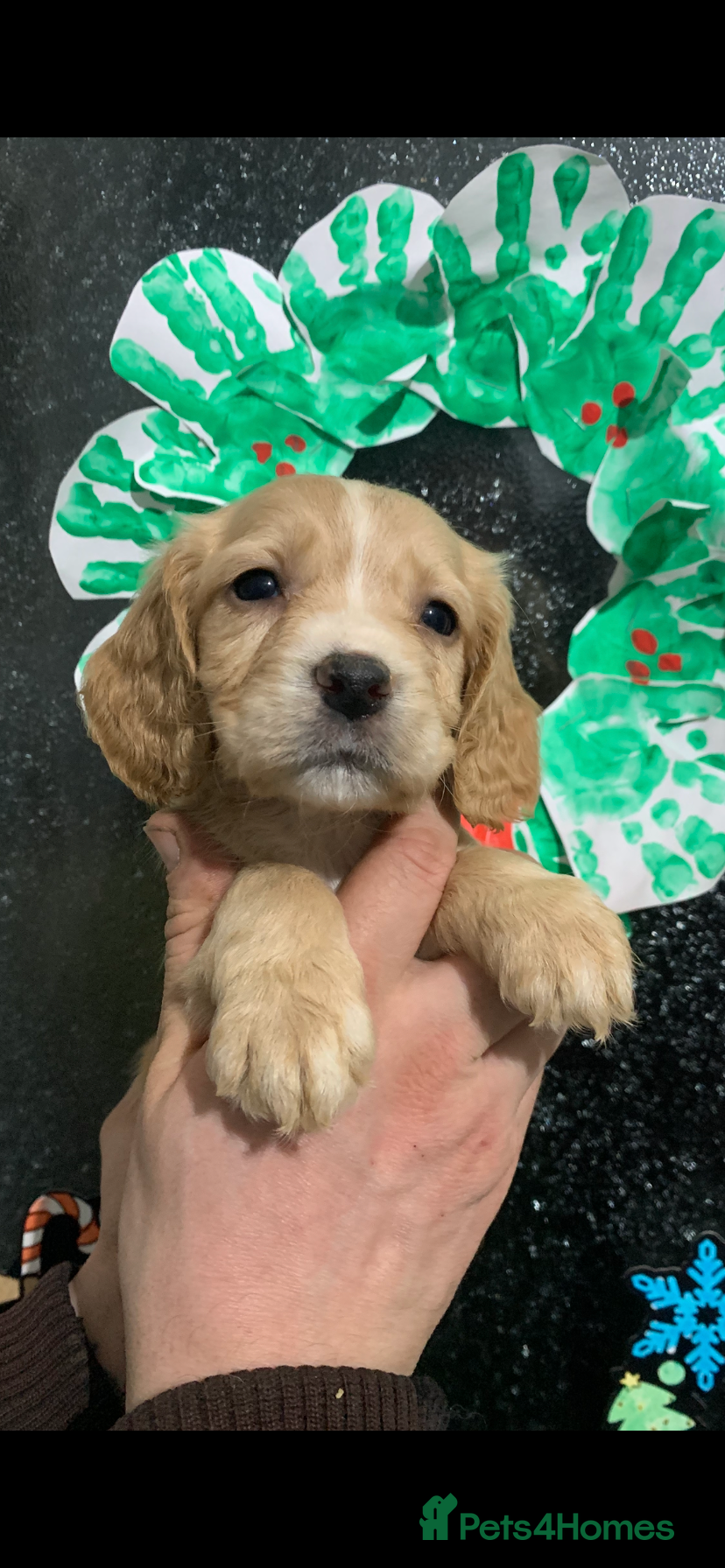 Cocker Spaniel dogs Cocker spaniel puppies for sale  - Advert 17