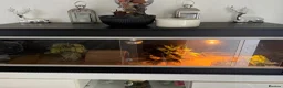 Tortoise reptiles for sale: Horse field tortoises  - Advert 3