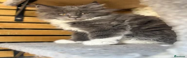 Maine Coon 1