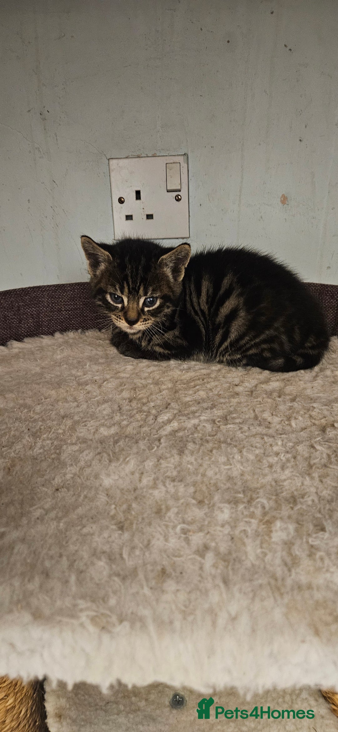 Bengal cats for sale: Kittys:Bengal+British parents  - Advert 9