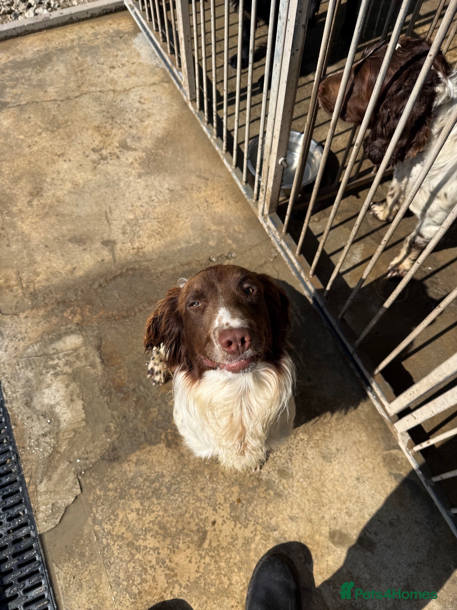English Springer Spaniel dogs KC REG English Springer Spaniel - Advert 9