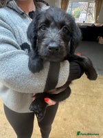 Labradoodle dogs Labradoodles - Advert 12