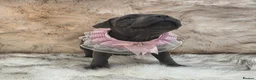 Staffordshire Bull Terrier dogs for sale: STUNNING BLUE STAFFY PUPPIES - Advert 7