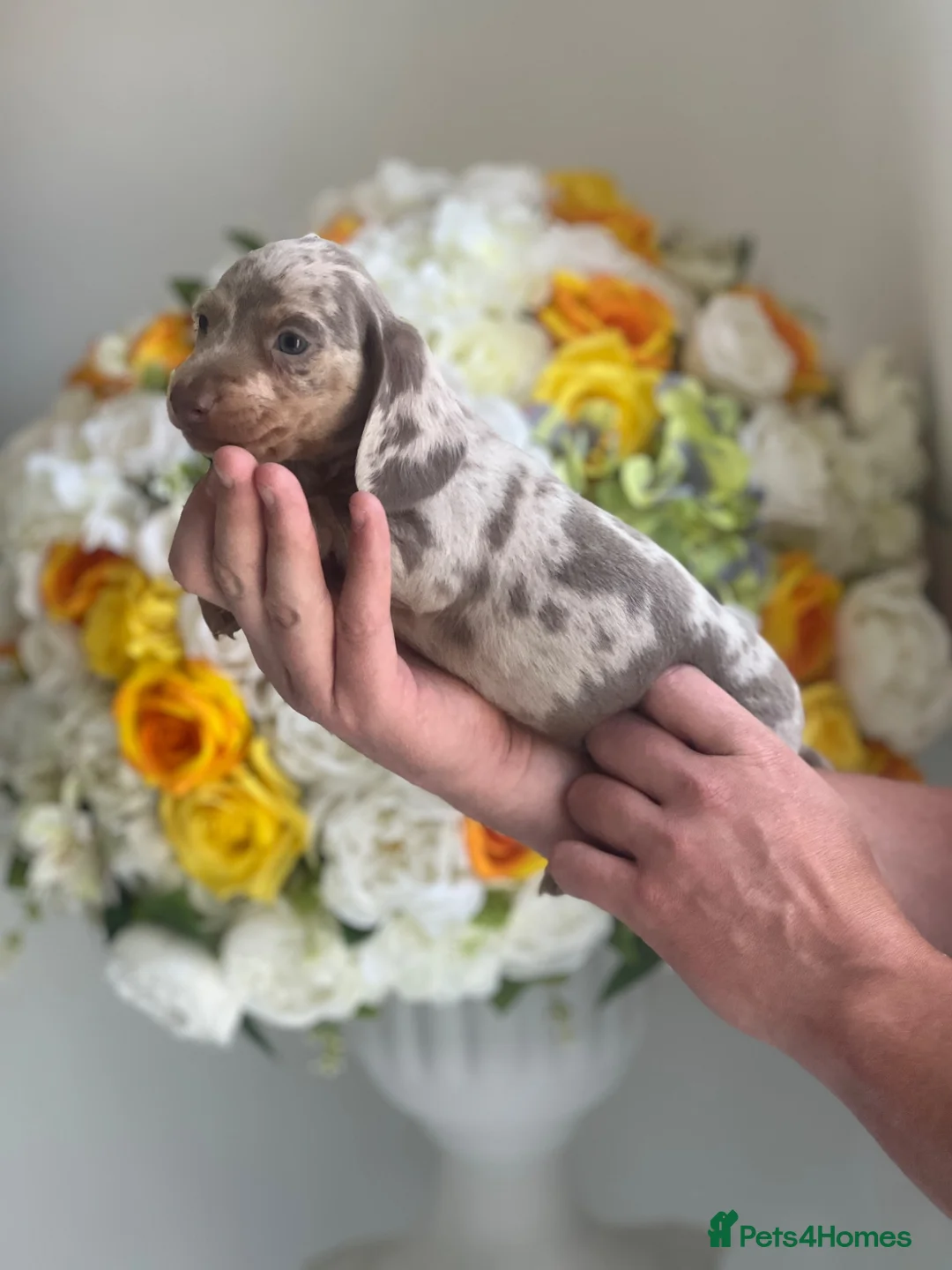 Miniature Dachshund dogs for sale: 5 miniature dachshund boys 💙🐶 - Advert 6