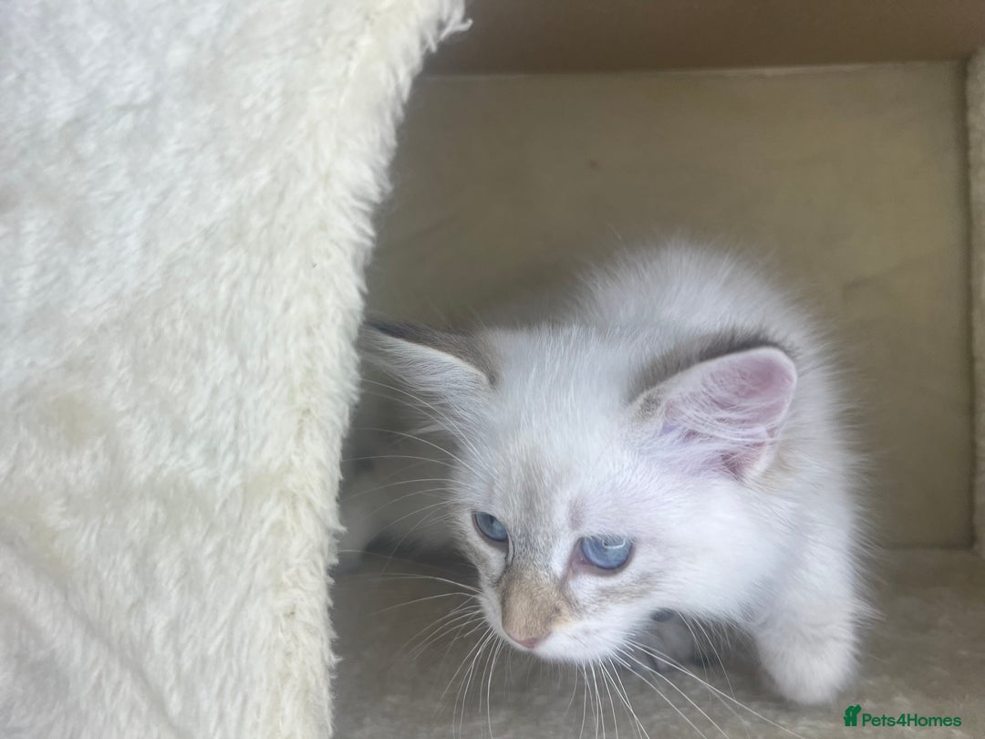 Siberian cats for sale: Hypoallergenic Female Siberian Blue eyes Neva - Advert 30