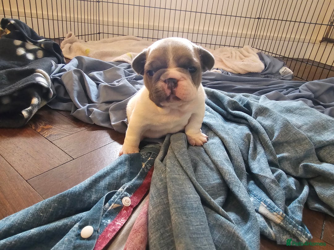 French Bulldog dogs for sale: 3 female french bulldog puppies - Image 10