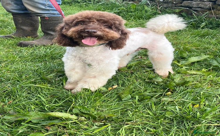 Miniature Poodle dogs in Whitchurch - Advert 9