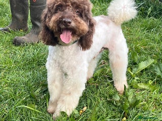 Miniature Poodle dogs in Whitchurch - Advert 25
