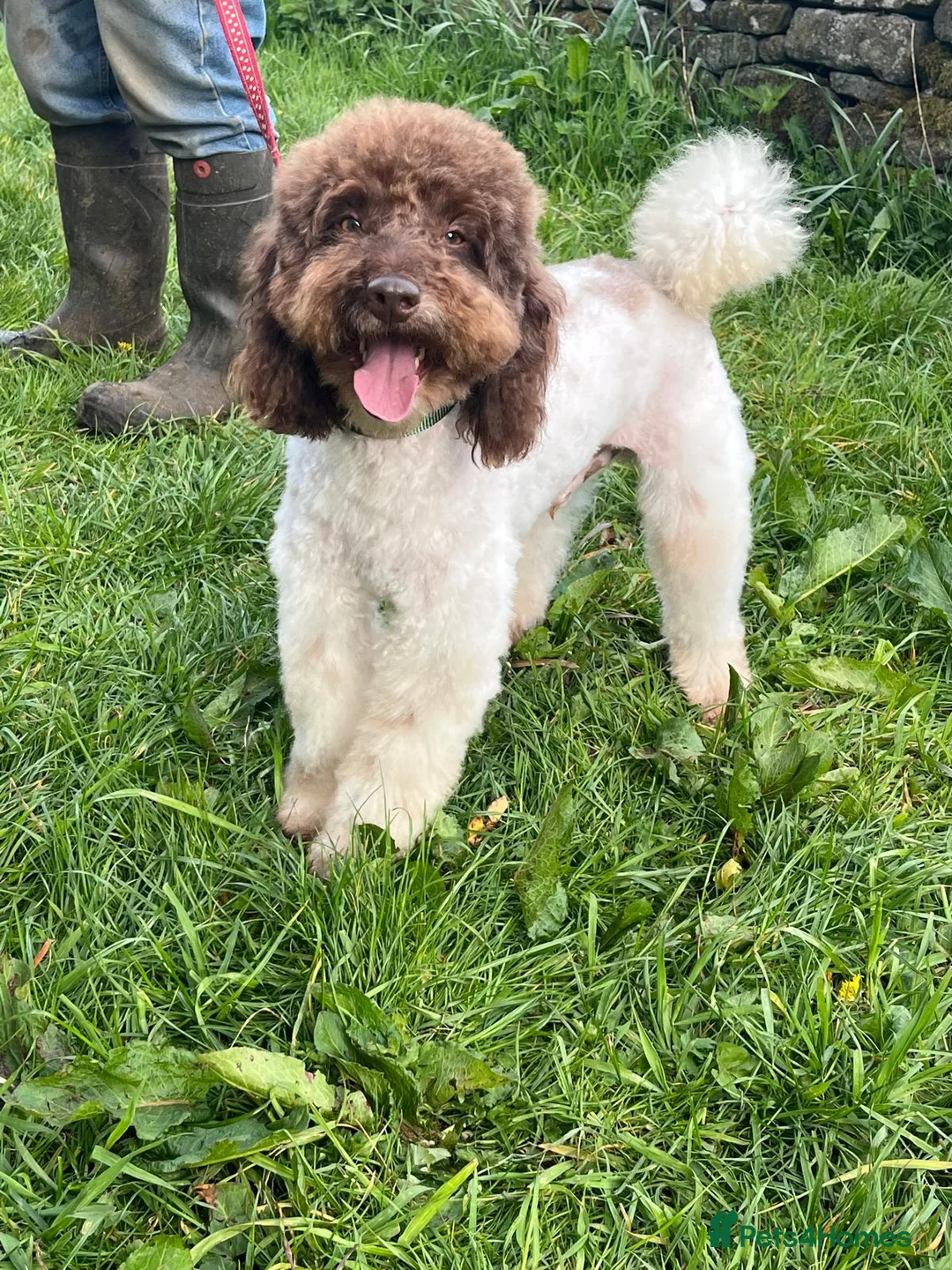 Miniature Poodle dogs for stud: KC Reg Miniature Parti Poodle - Advert 1