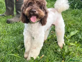 Miniature Poodle dogs KC Reg Miniature Parti Poodle - Advert 1