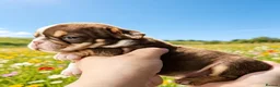 English Bulldog dogs for sale: English bulldog puppies  - Advert 6