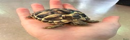 Tortoise reptiles for sale: Baby Herman Tortoise 2025 Hatched  - Advert 1