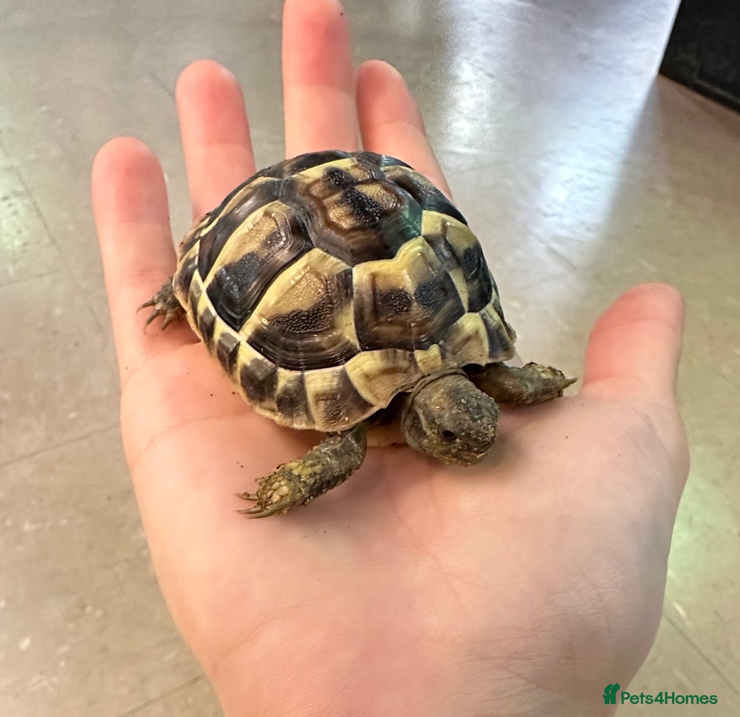 Tortoise reptiles for sale: Baby Herman Tortoise 2025 Hatched  - Advert 1