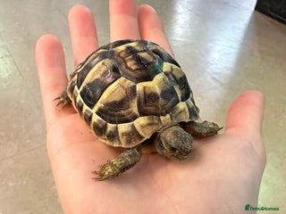 Tortoise reptiles Baby Herman Tortoise 2025 Hatched - Advert 5