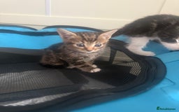 Mixed Breed cats for sale: Last kitten reduced ready to leave at weekend! - Image 1