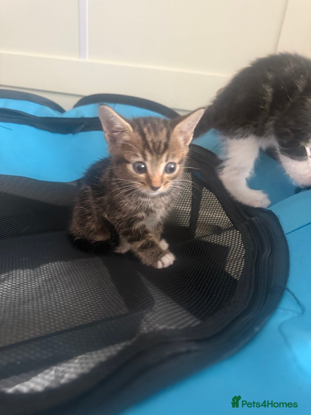 Mixed Breed cats for sale: Last kitten reduced ready to leave at weekend! - Image 1