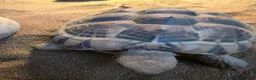 Tortoise reptiles for sale: Dwarf Hermans tortoise full set up - Advert 5
