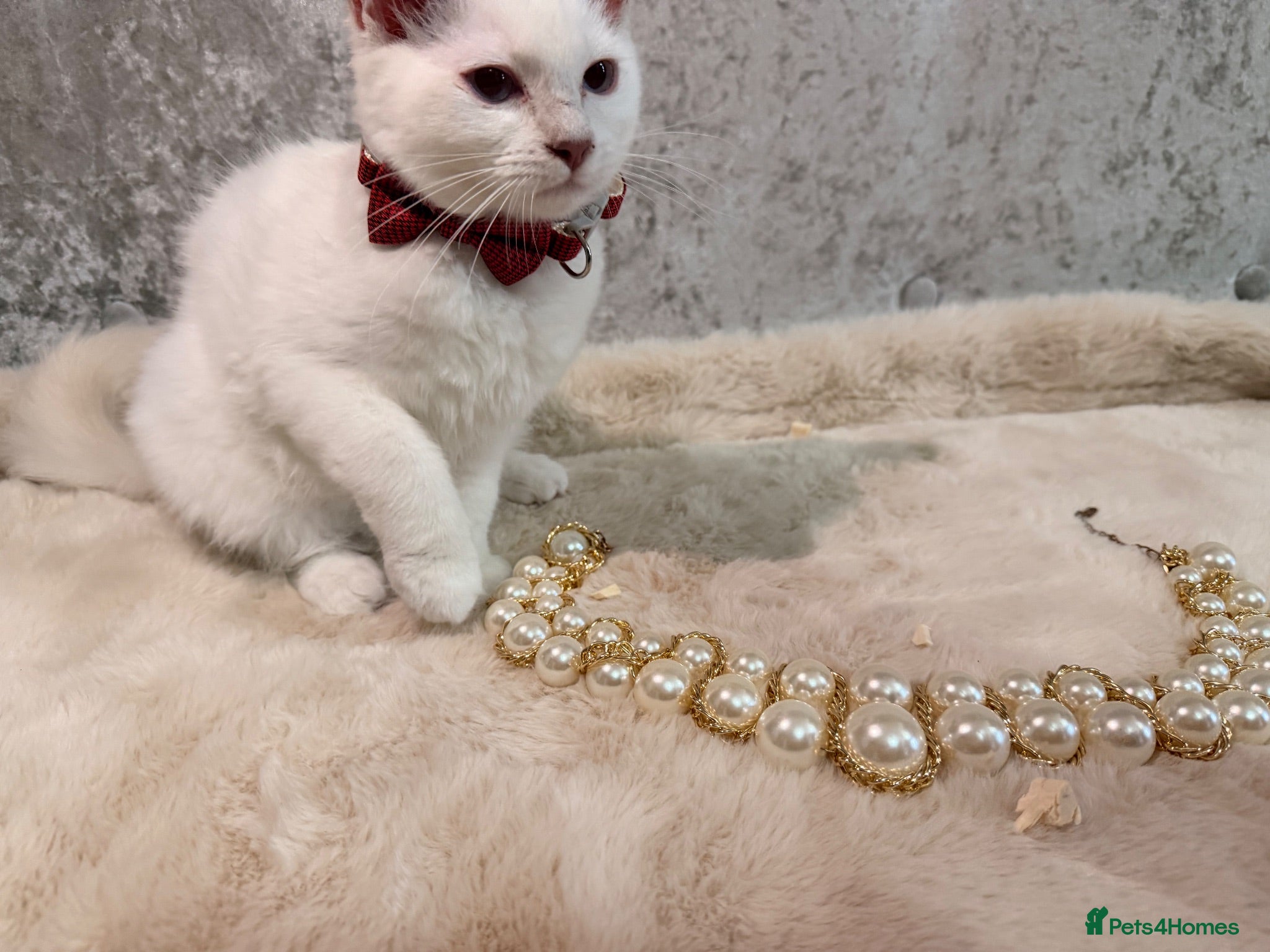 Ragdoll cats 🌟Stunning HCM PKD Clear ✅ 💕 Ragdoll Kittens 🌟 - Advert 2
