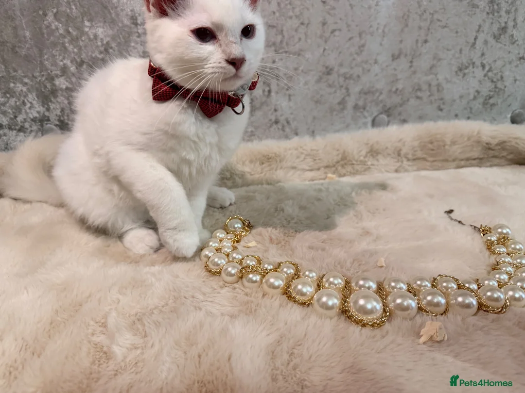 Ragdoll cats for sale: 🌟Stunning HCM PKD Clear ✅ 💕 Ragdoll Kittens 🌟 - Advert 2