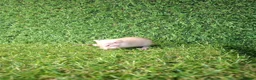 Rat rodents for sale: DWARF RATS - Advert 12
