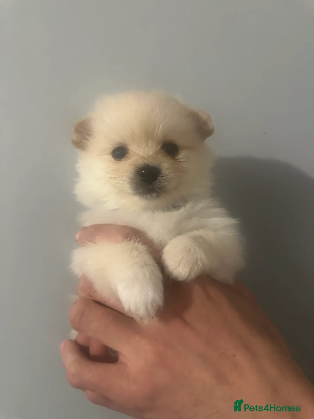 Pomeranian dogs for sale: Beautiful Russian blood line puppies - Advert 12