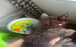Mixed Breed cats for sale: £30 mixed black and ginger bengal cross kittens - Image 8