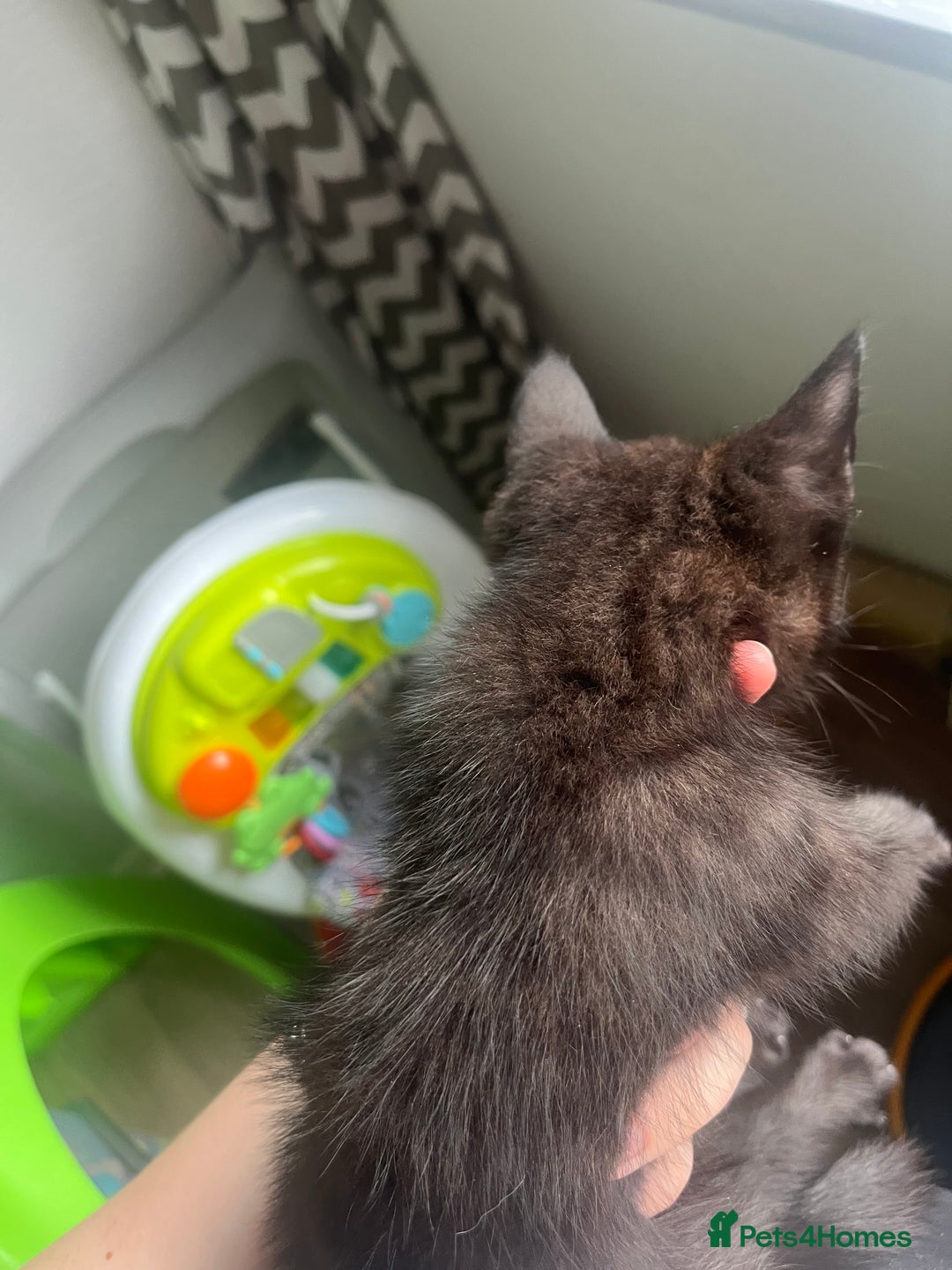 Mixed Breed cats for sale: £30 mixed black and ginger bengal cross kittens - Image 8