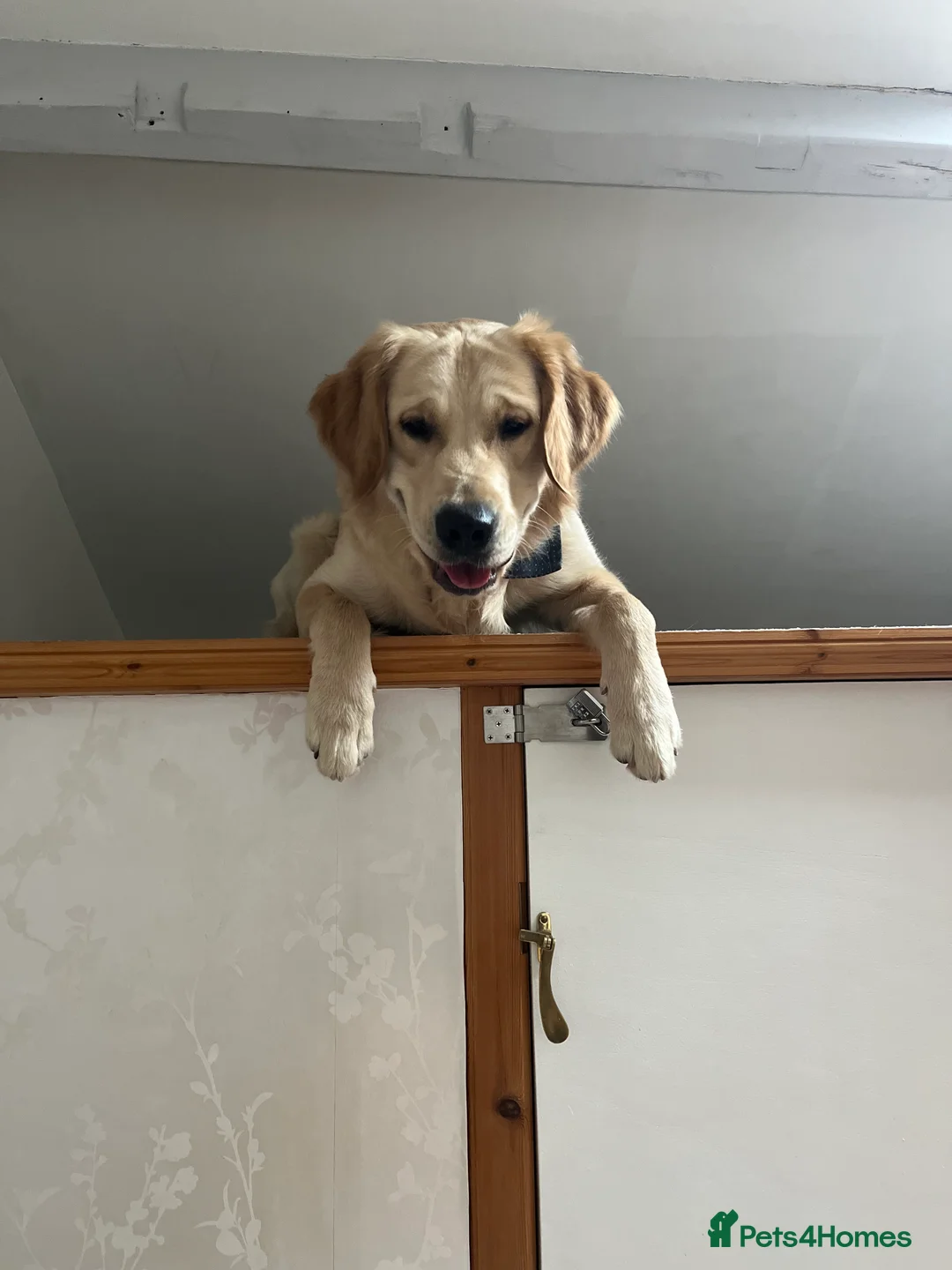 Golden Retriever dogs for stud: Proven Beautiful Golden Retriever Stud  in London - Advert 7