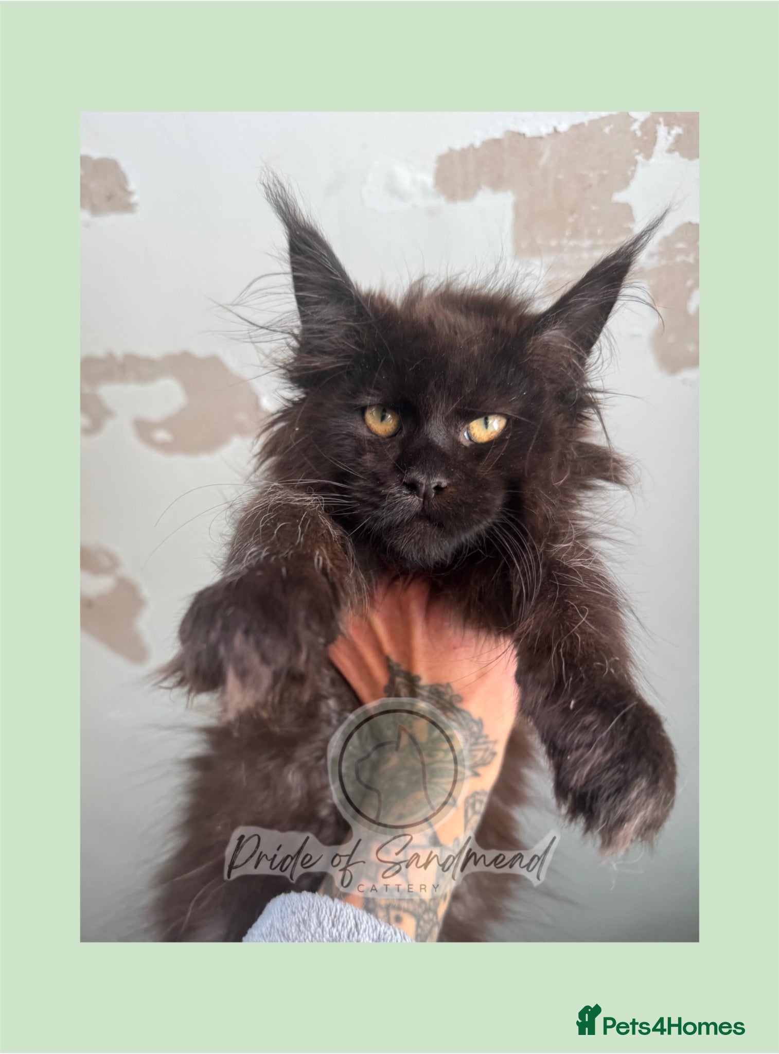 Maine Coon cats Russian Import Health Tested Loved Kittens - Advert 14