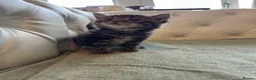 Mixed Breed cats for sale: Stunning and unique kittens - Advert 8