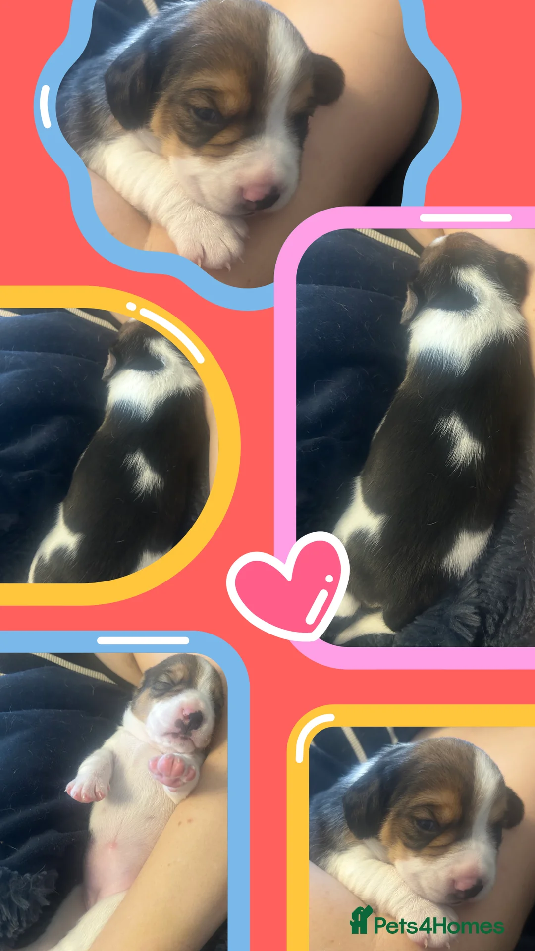 Beagle dogs for sale: Tri colour beagles - Advert 4