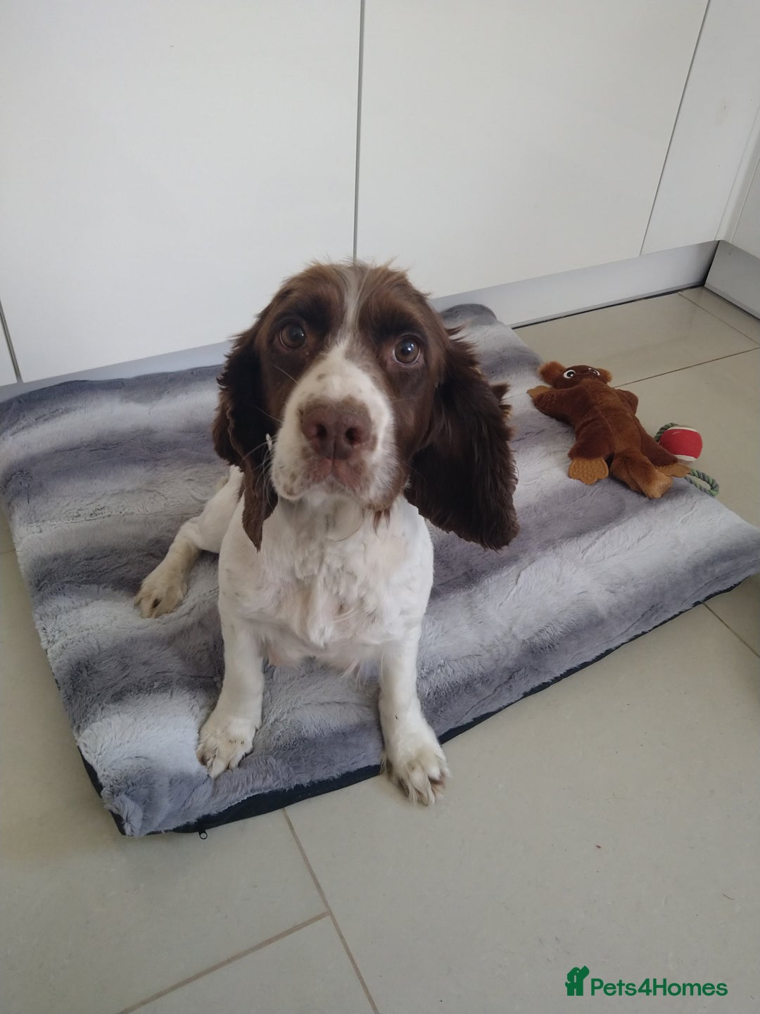 Cockapoo dogs for sale: cockerpoo  - Image 13